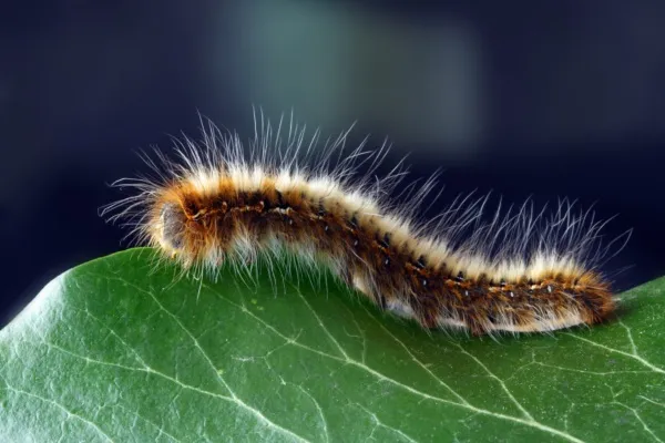Harige rups (bastaardsatijnrups) op een groen blad