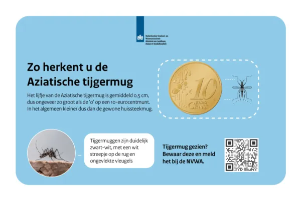 Overzicht hoe je een Aziatische tijgermug herkent.
