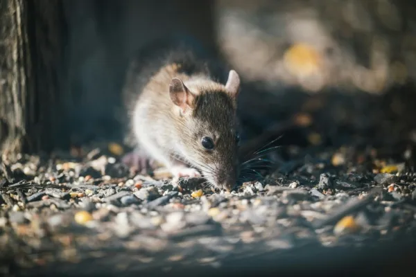 Muis op de grond